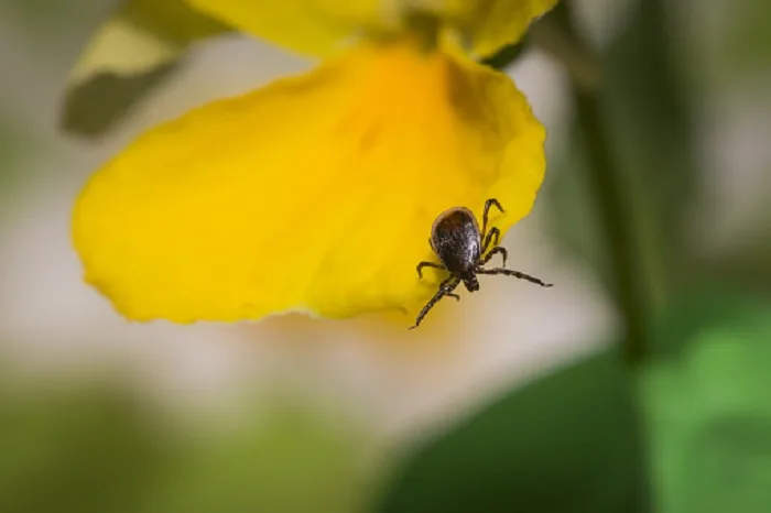 GETTY IMAGES - tick