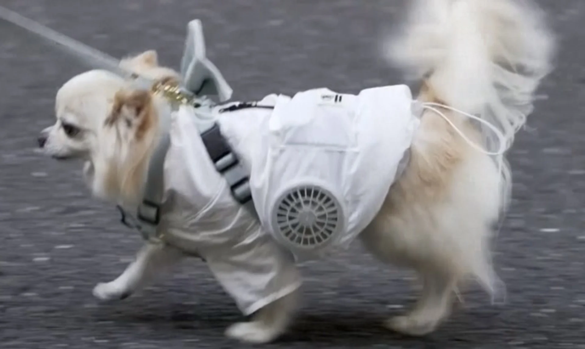 VESTE CLIMATISEE CHIEN 1