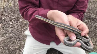 Snake assessed as 'species of concern' following wildfires in N.W.T.