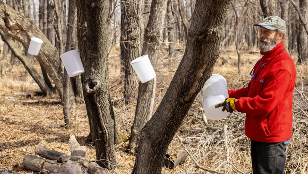 CBC: Trees are covered in pails ready for sap collection, but this year it's been slow to come. Assiniboine Food Forest will be hosting maple syrup tours this weekend — typically a time when the season is starting to come to close. (Chelsea Kemp/CBC)