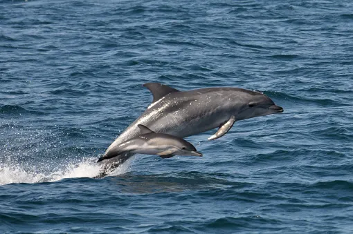 Dolphin deaths near 300 as Gulf of Mexico strandings triple