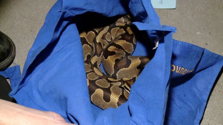 Family reunited with python pulled from Toronto sewer discovers it's an ...