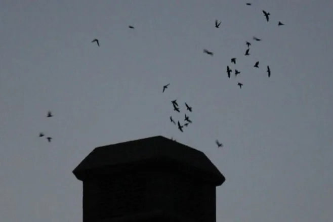 See a swoop of swifts? Why a group of birders is trying to count them all