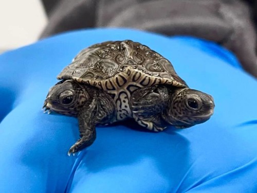 Two-headed turtle/Cape Wildlife Center
