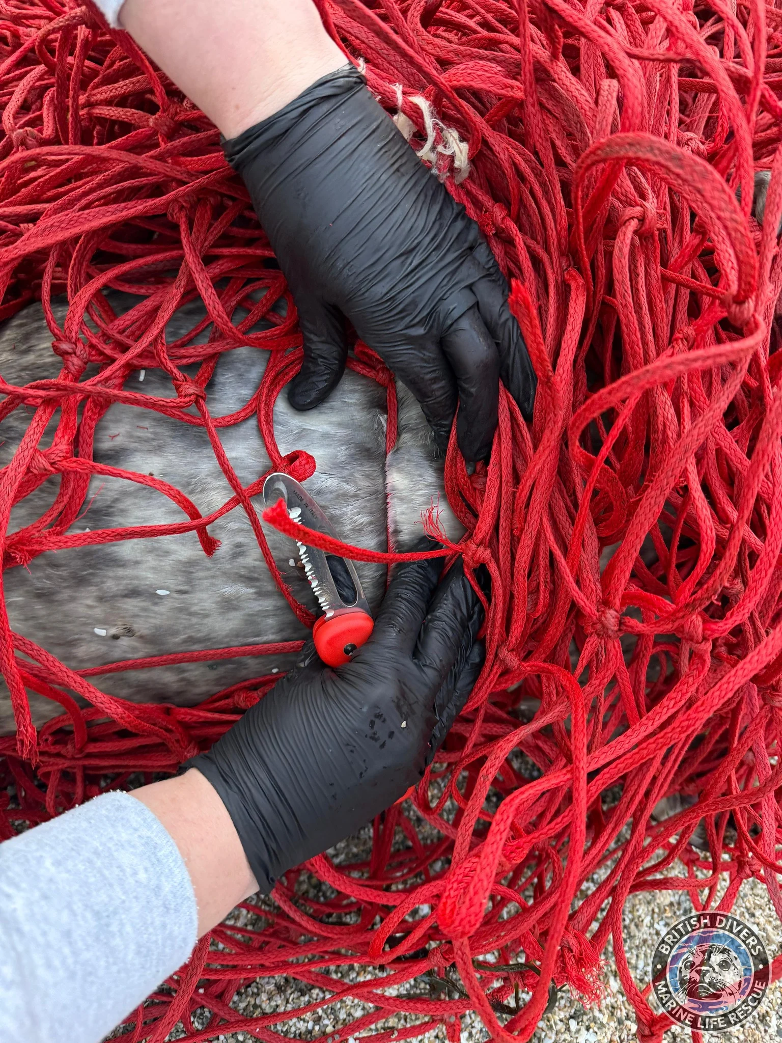 Facebook - fishing net