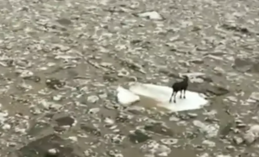  Moose seen floating on lone iceberg in North Dakota River