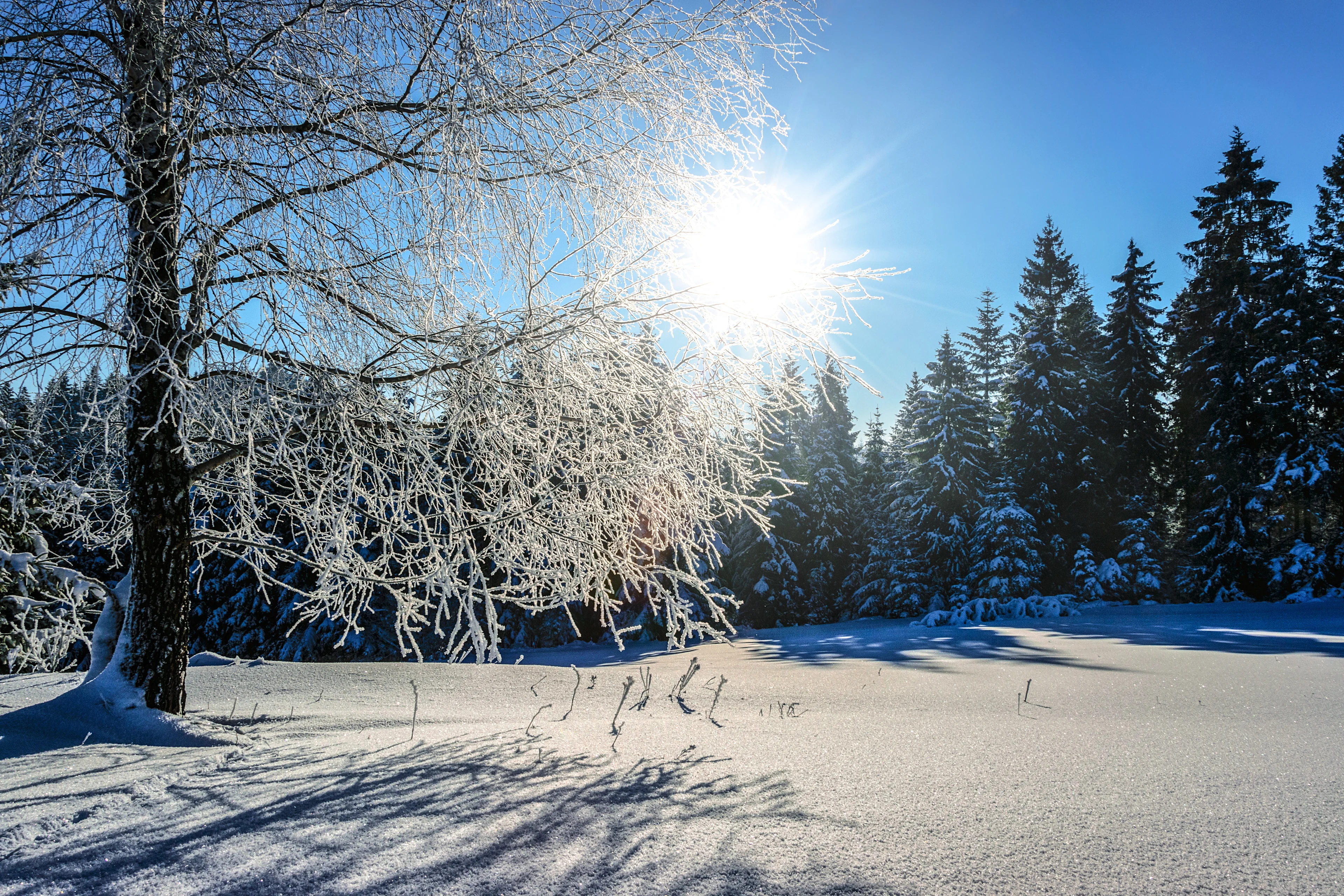 branches-cold-daylight-877398