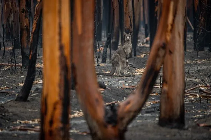 Augmentation de la destruction des forêts à travers le monde