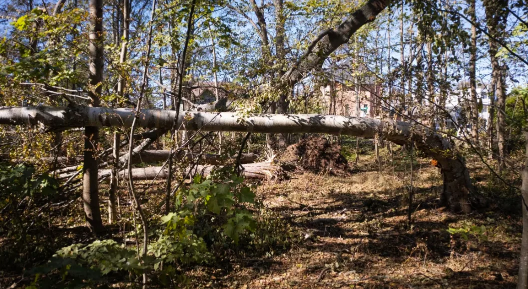 CBC: Hardwoods, which were in full leaf when the storm hit, were impacted more than needle-leaved conifers, the report says. (Shane Hennessey/CBC)