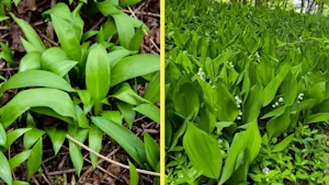 Picking wild garlic? Avoid this dangerous, but common, mistake