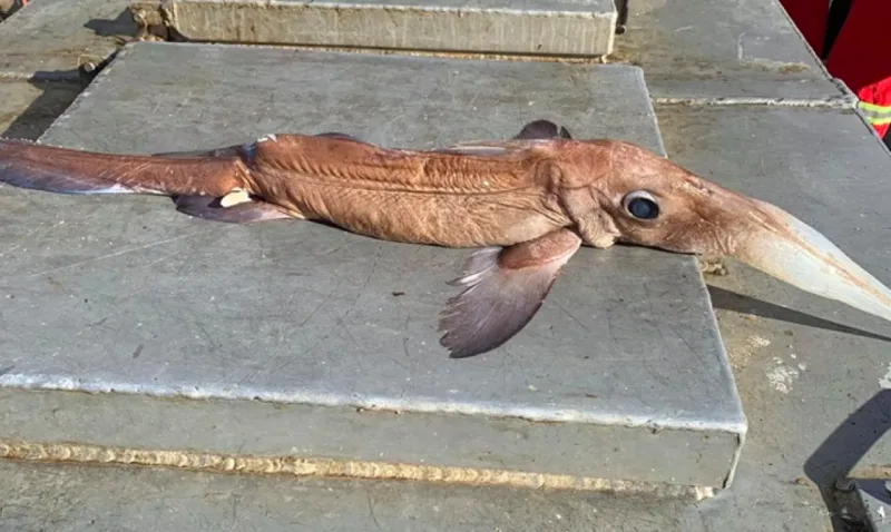 'What in the heck was that?': Fisherman shocked to haul in long-nosed chimaera