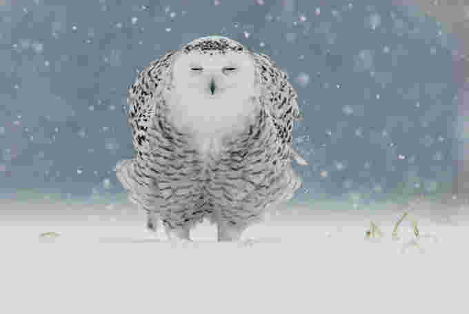 Snowy owl/Serge Chenard/Do not reuse
