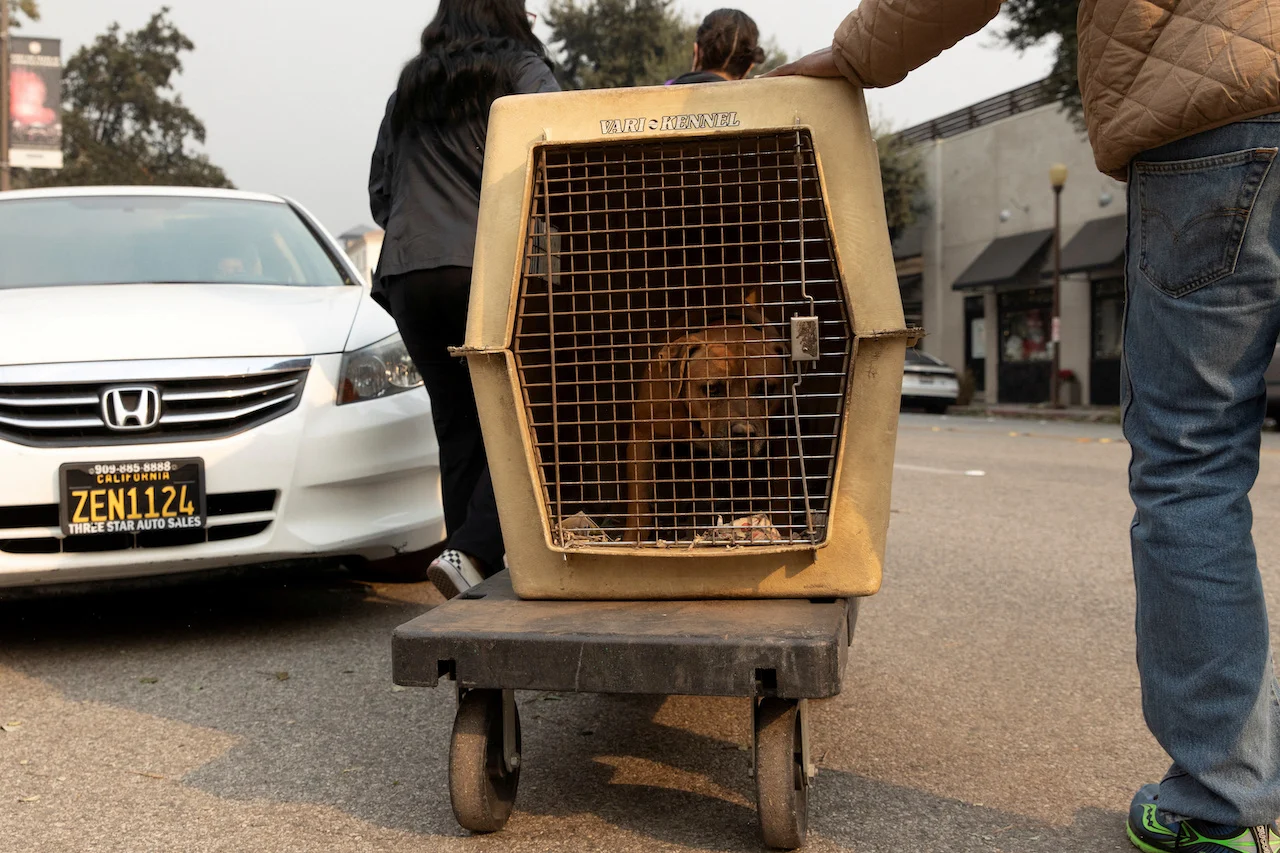 CALIFORNIA-WILDFIRES-ANIMALS/REUTERS/Zaydee Sanchez/File Photo