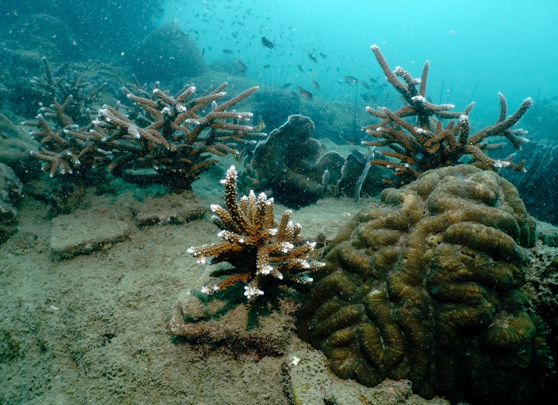Scientists rush to regrow Thailand's dying coastal coral reefs