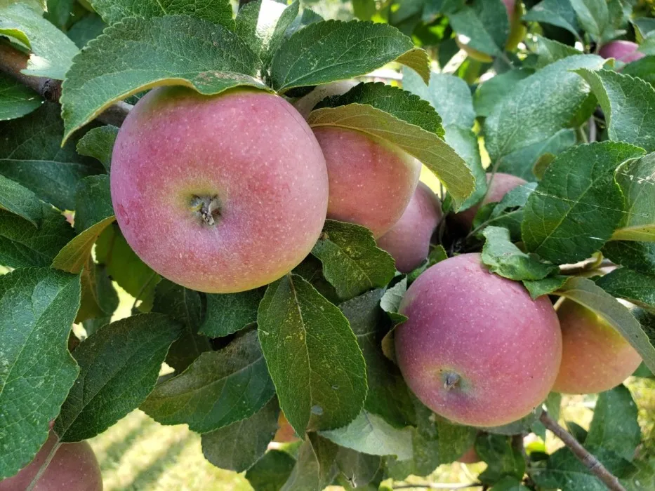 Autocueillette : une saison moins colorée, mais plus abondante