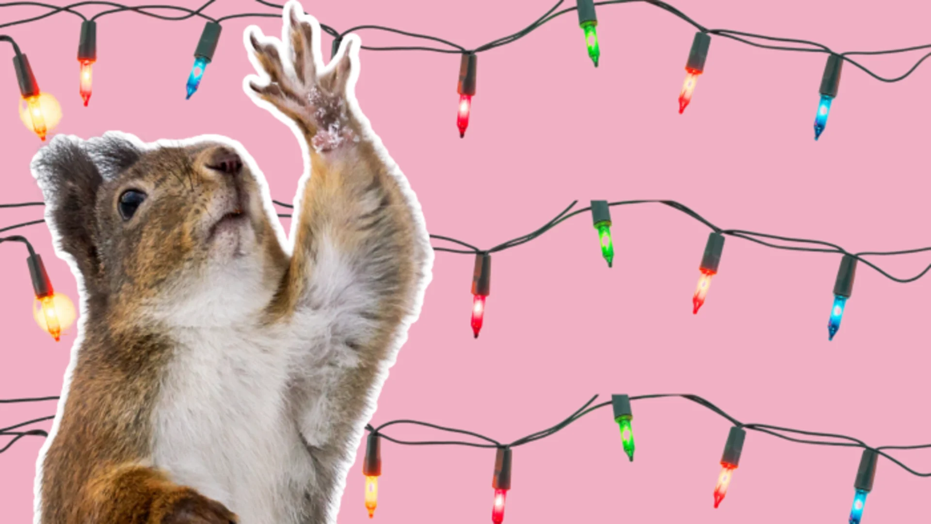 Hanging holiday lights? Don't let squirrels dim your display