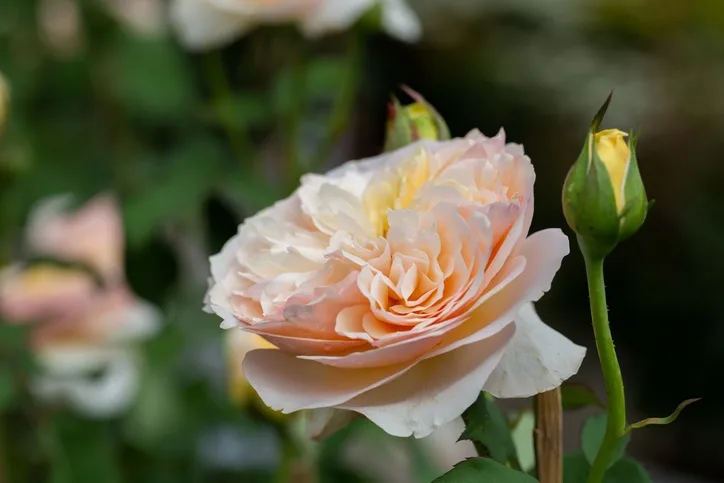 GETTY IMAGES - juliet rose