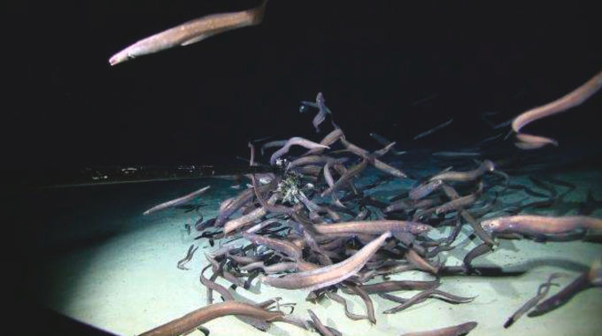 Undersea eels Drazen Lab/UH Mānoa; Deep CCZ Exp