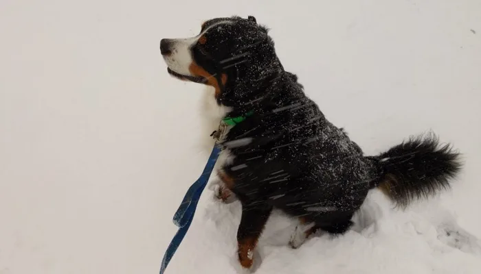 Photos: Animals enjoying the snow