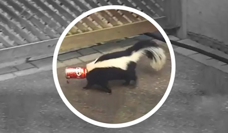 WATCH: Skunk stuck in soda can a reminder to properly store your garbage