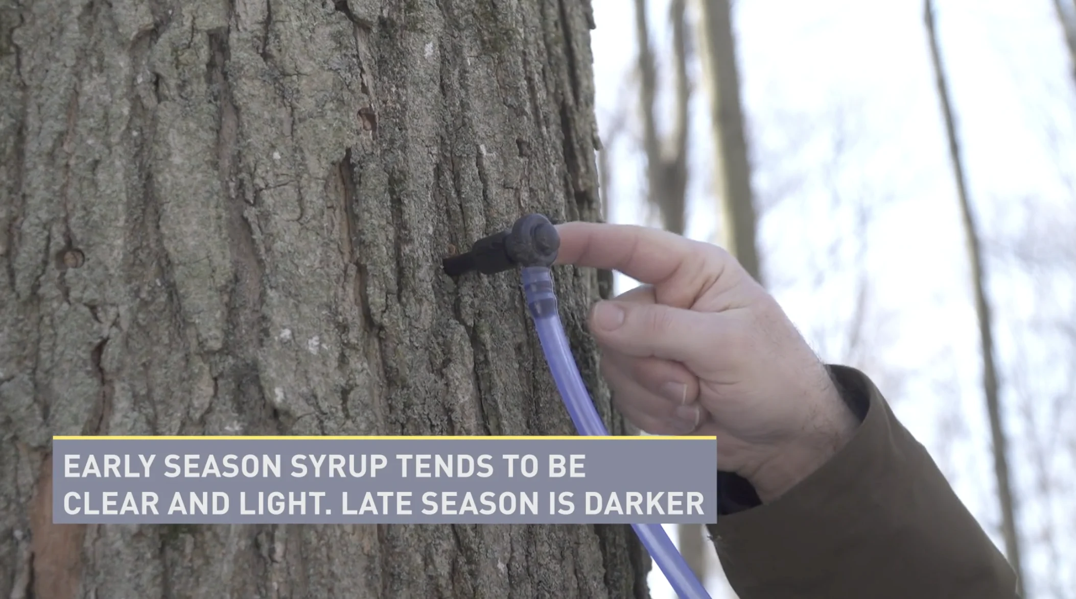Maple Syrup tapping - graphic from IR1344