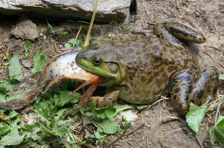 Wikipedia: American bullfrogs have the largest reported economic impacts of any amphibian. (Rusty Clark/Wikimedia Commons), CC BY: http://creativecommons.org/licenses/by/4.0/