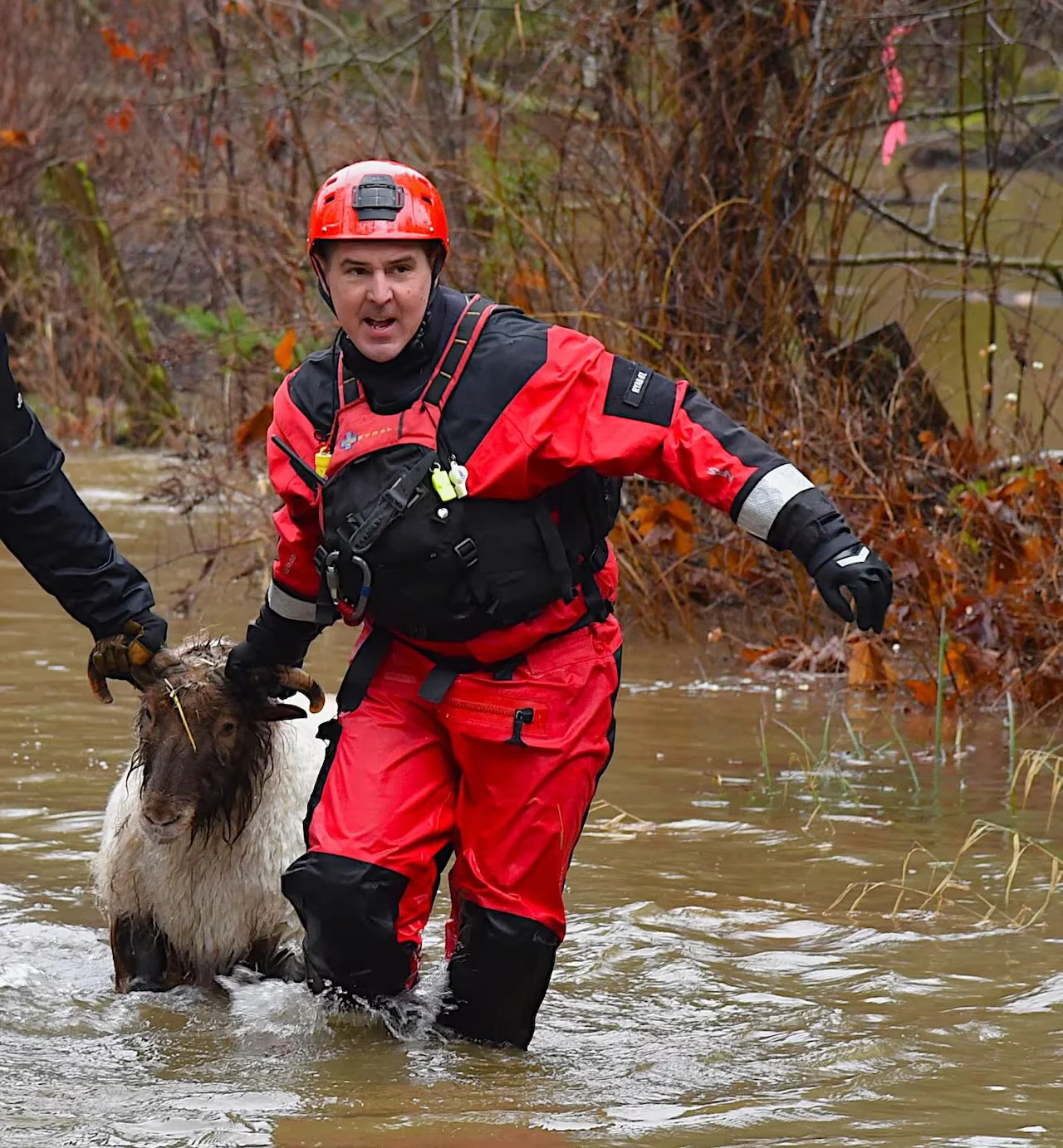 Comox Valley Search and Rescue, Sheep, Animal, Flood, Flooding, Rain, Rainfall, Feb. 01, 2026. (Comox Valley Search and Rescue)