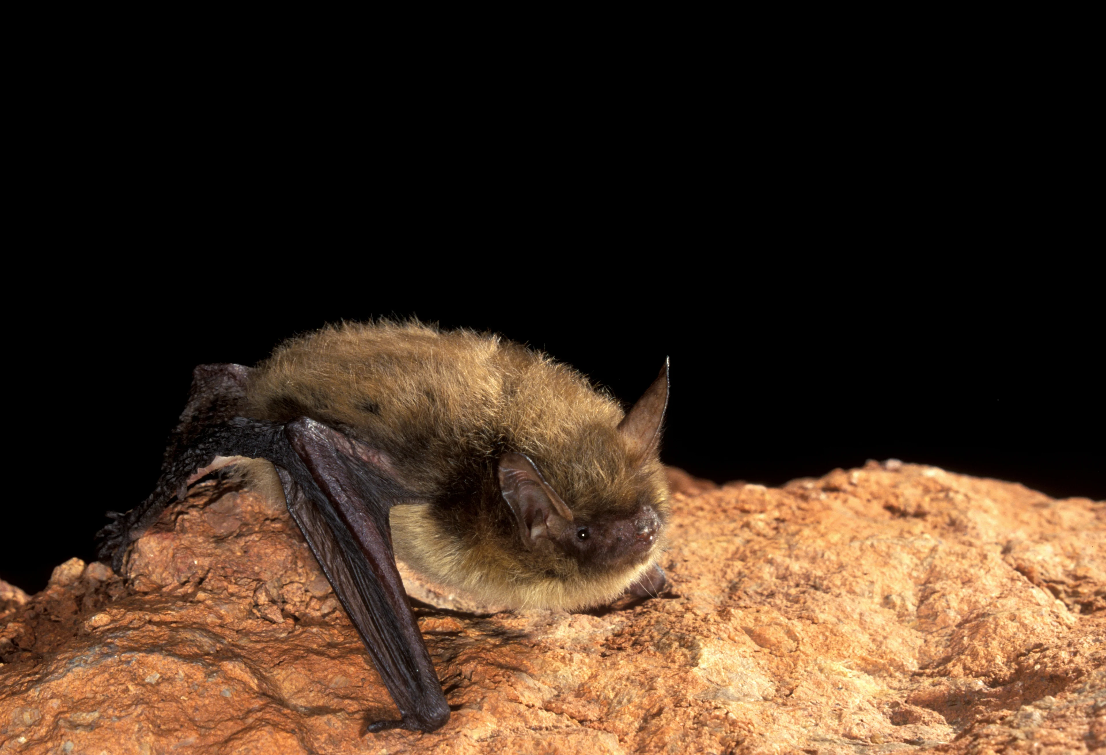 Northern long-eared bat/ J. Scott Altenbach, Bat Conservation International