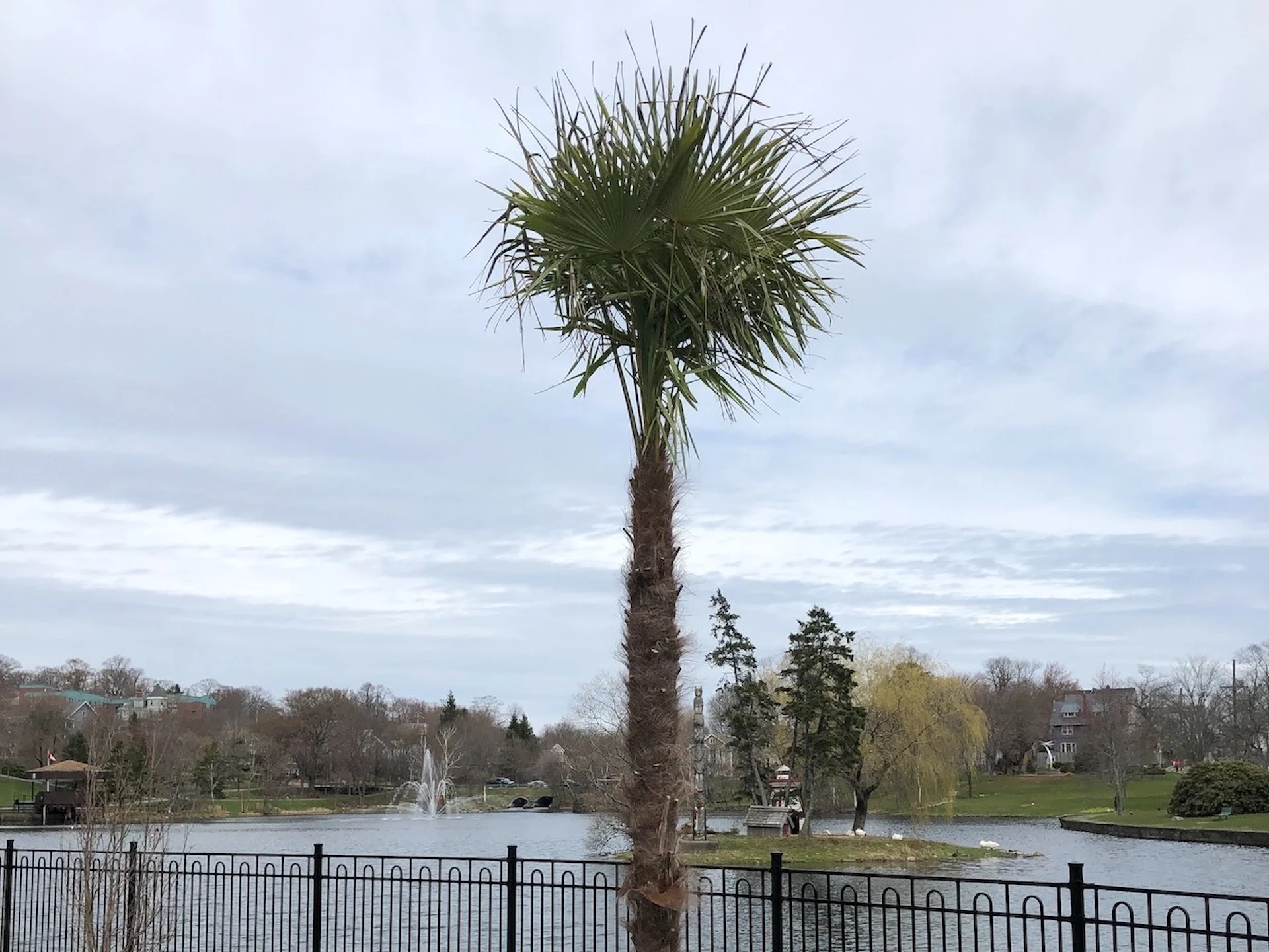 Paradise lost: The fate of Nova Scotia’s final palm trees revealed