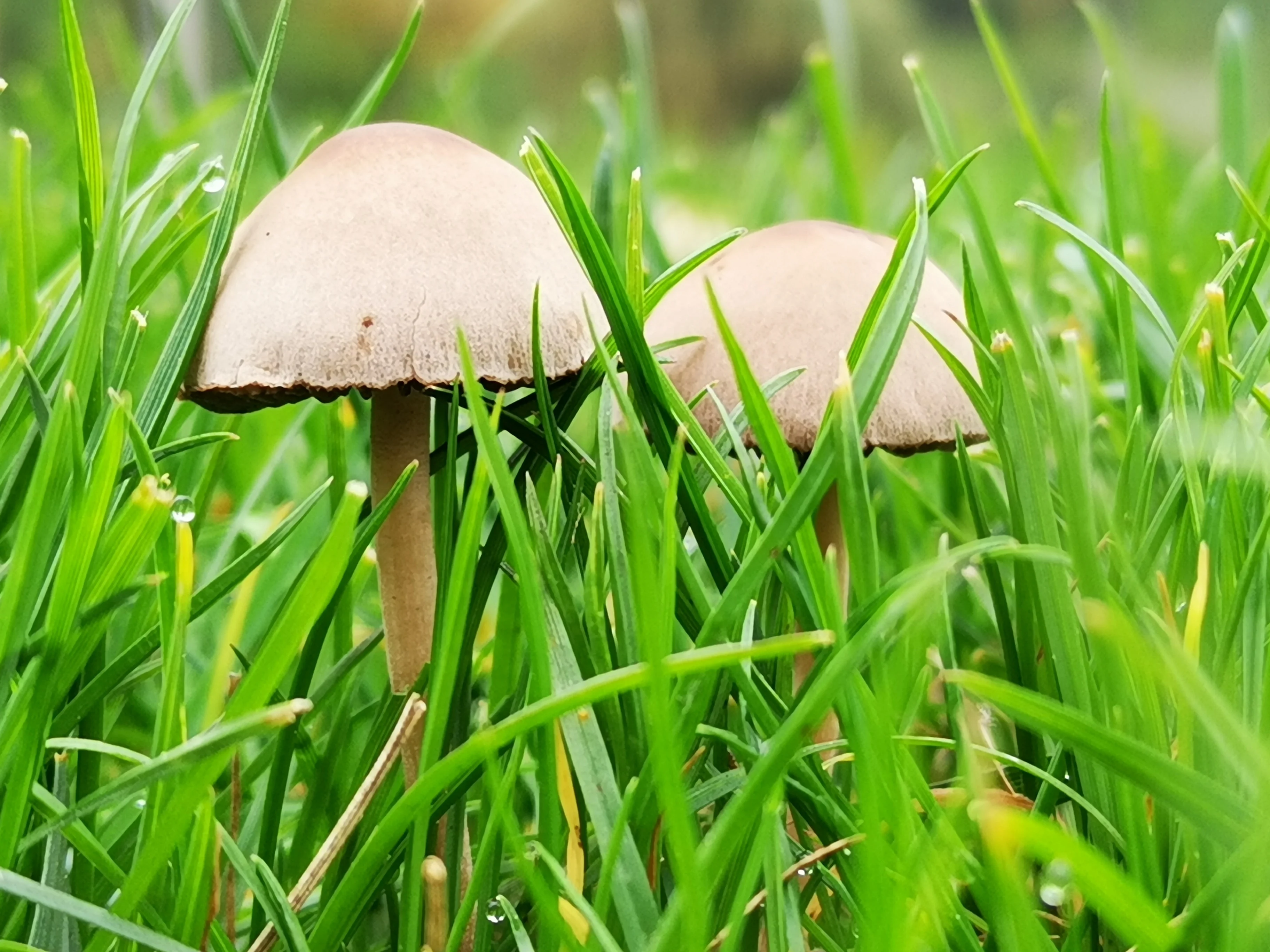 Mushrooms are taking over lawns in eastern Canada - an expert explains why