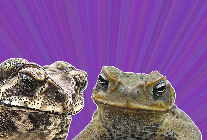 Conservationists rush to contain toxic cane toad invasion