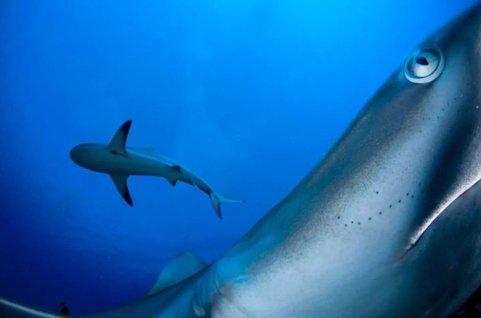 Caribbean reef sharks