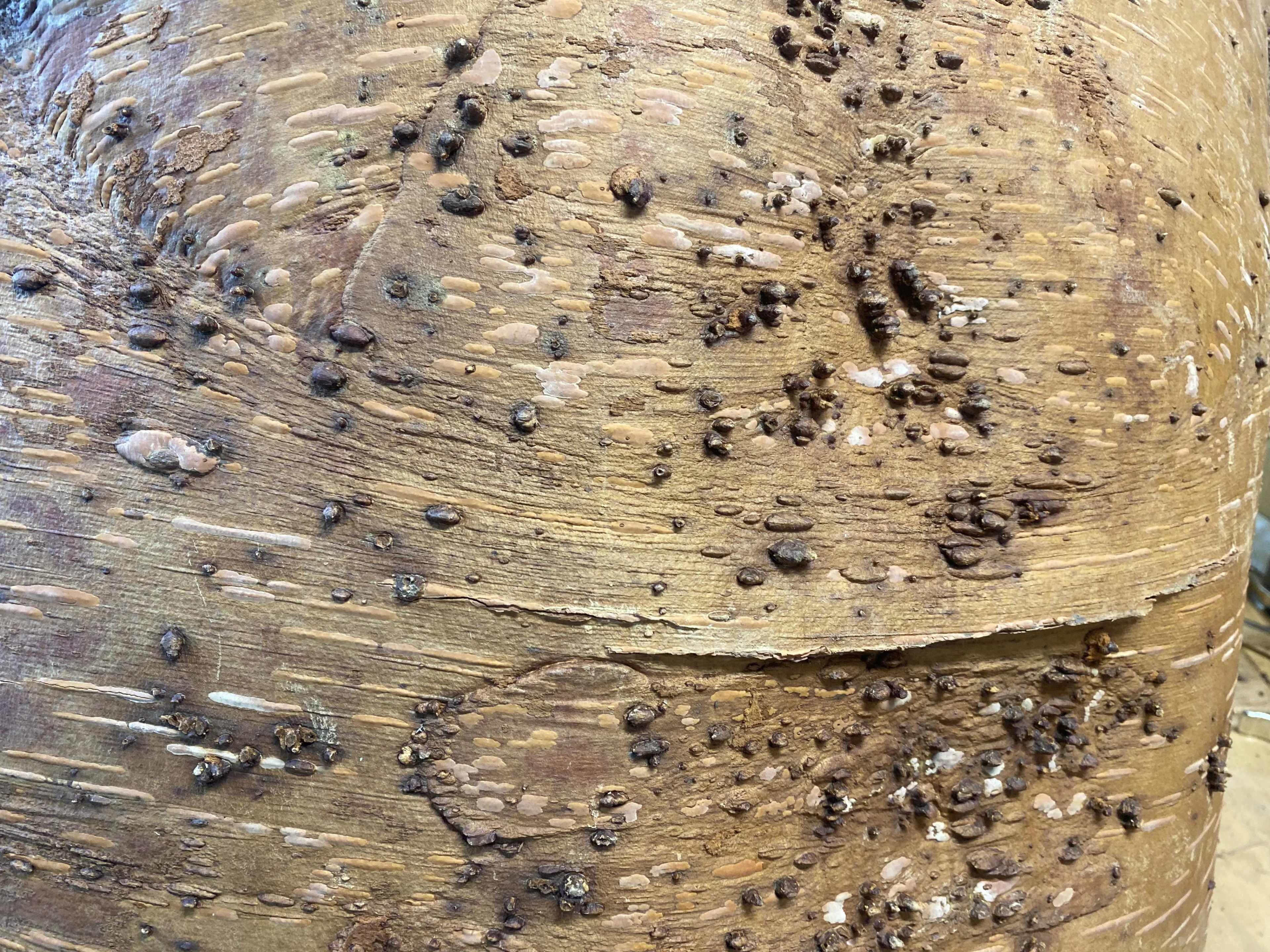 Nathan Coleman: Kejimkujik National Park and National Historic Site - Canoe building - birch with lumps on it