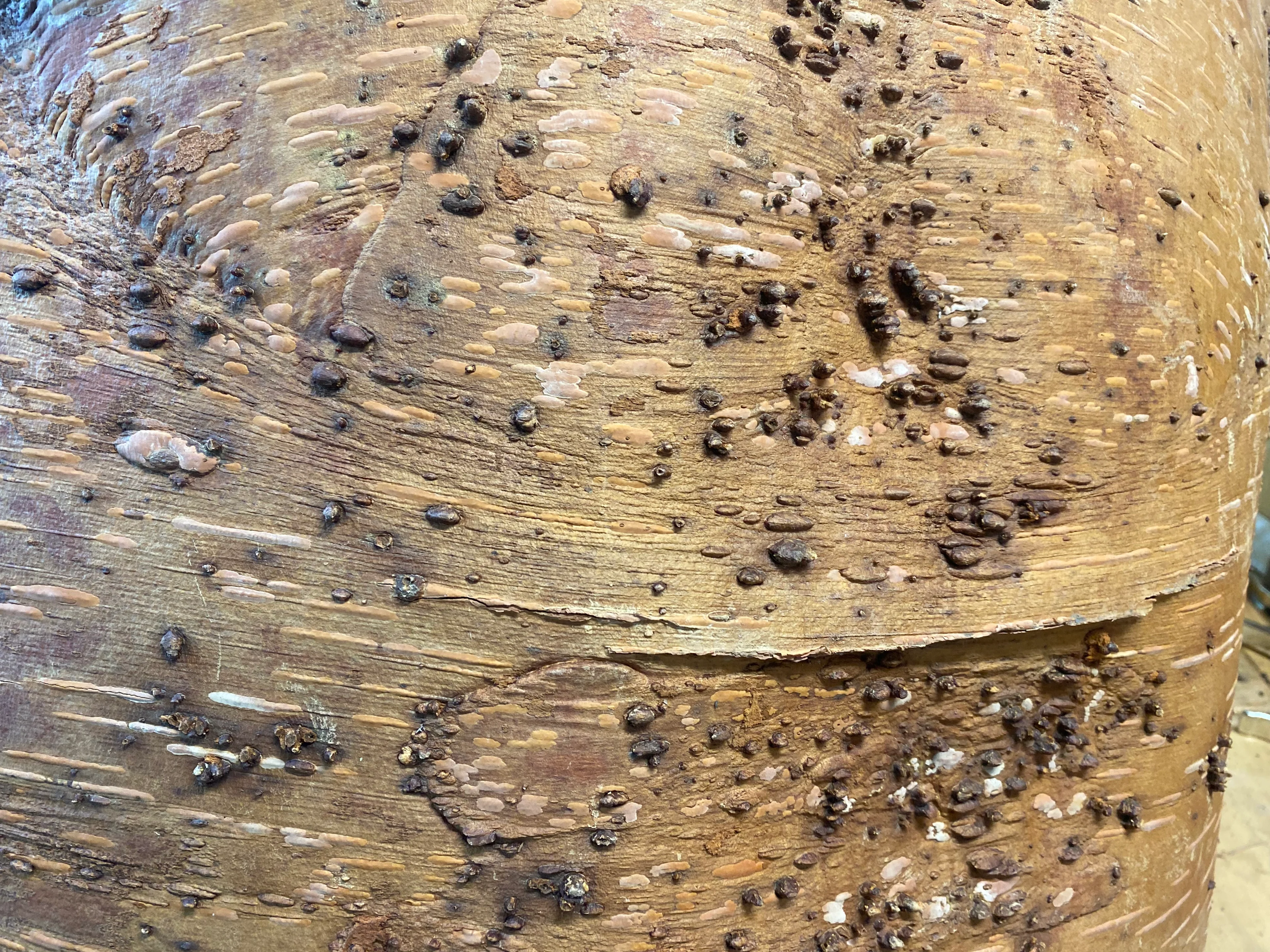 Nathan Coleman: Kejimkujik National Park and National Historic Site - Canoe building - birch with lumps on it
