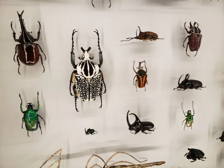 L’Insectarium de Montréal se métamorphose