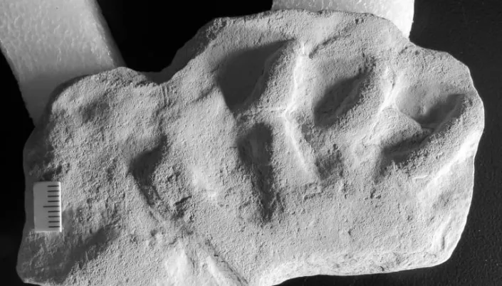 cbc fossil