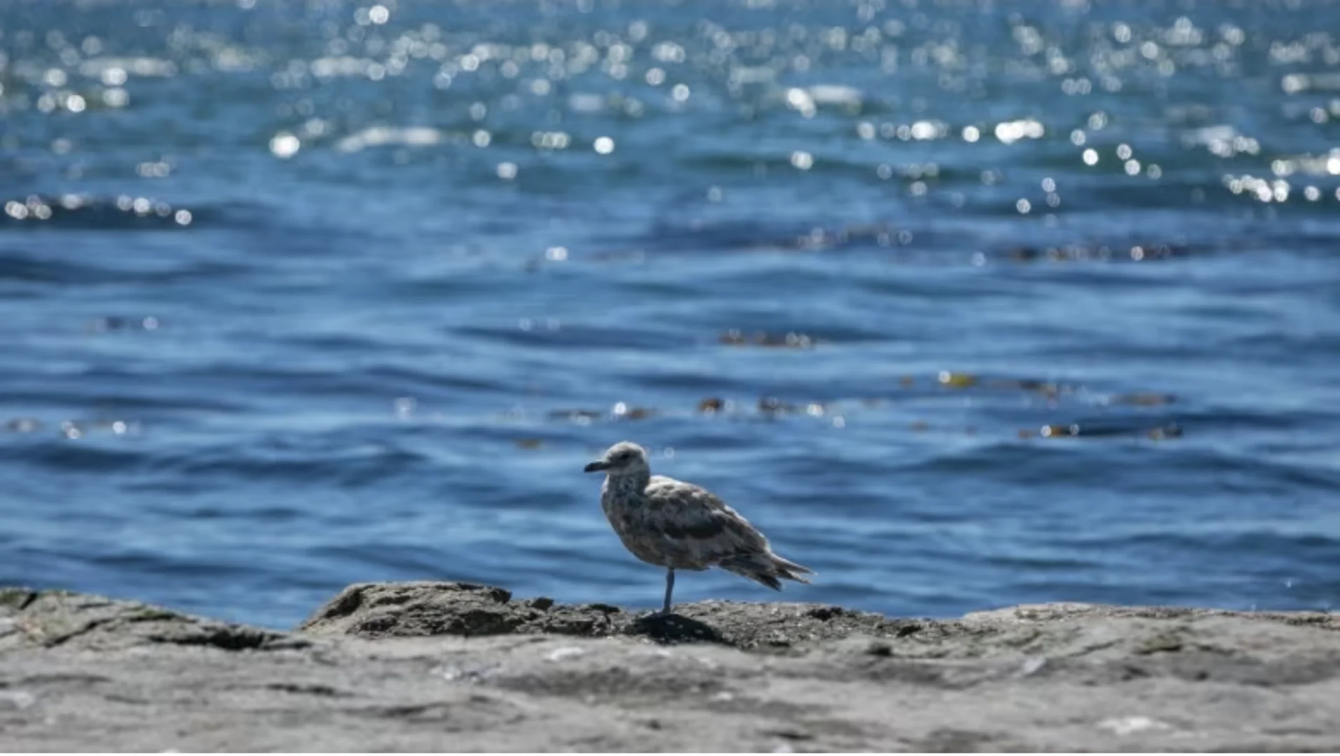 Marine heat wave could be detrimental to birds in B.C. Here's how you can help