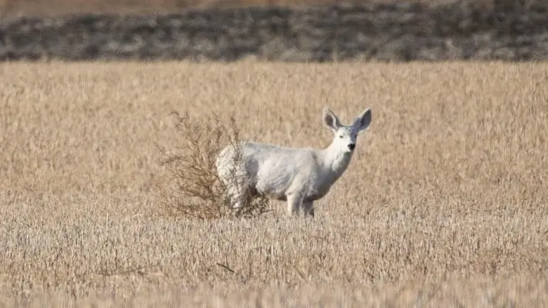Rare all-white deer photographed in Saskatchewan