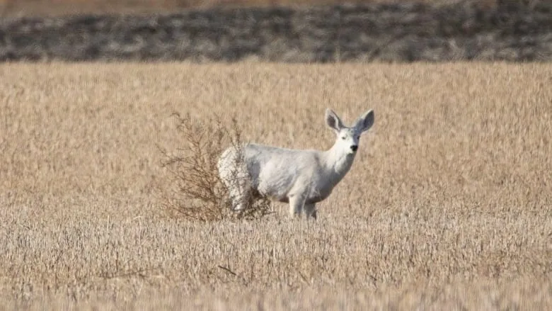 white-mule-deer cbc 1