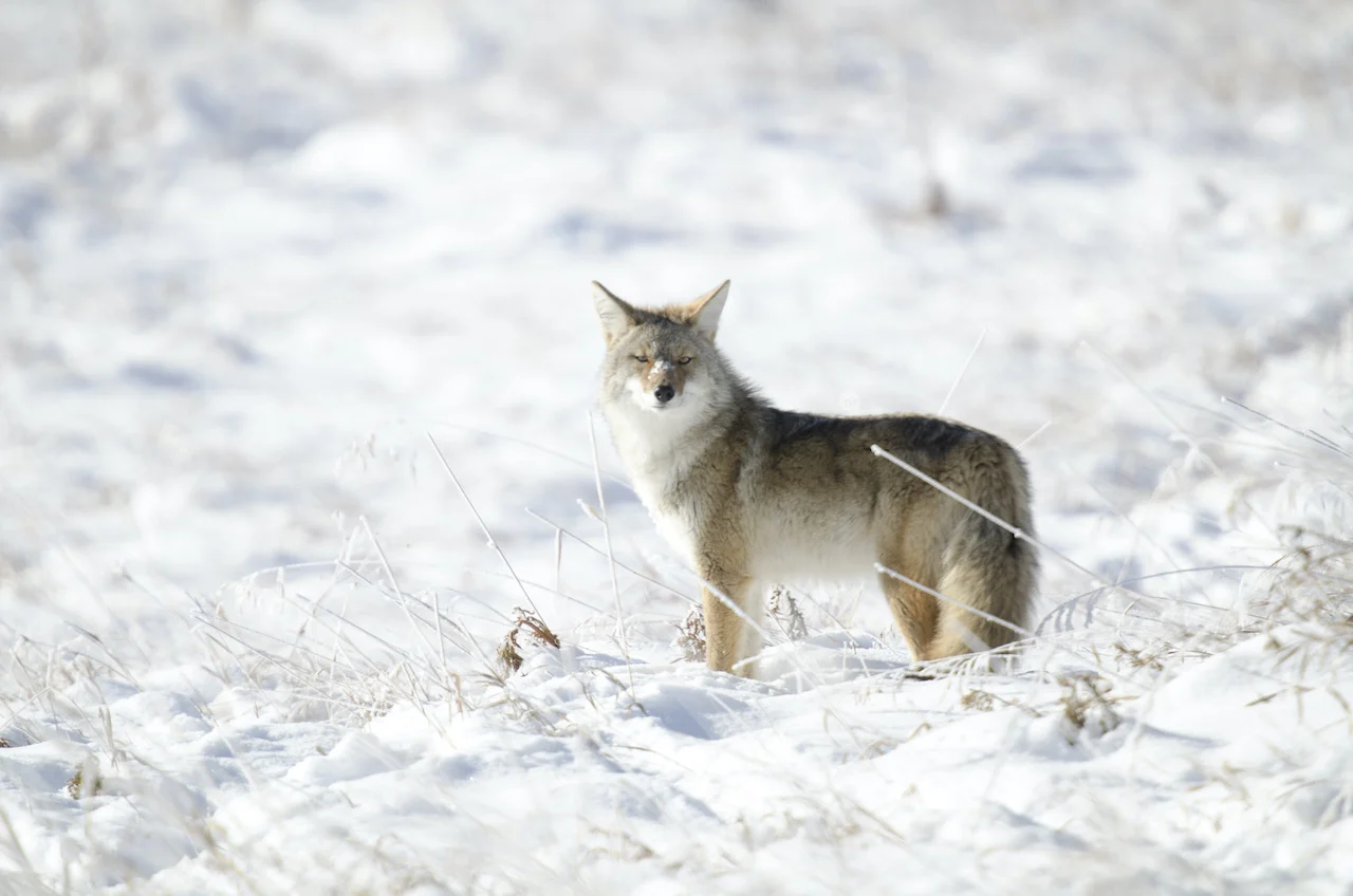Coyote sightings rise in Canada this spring amid COVID-19