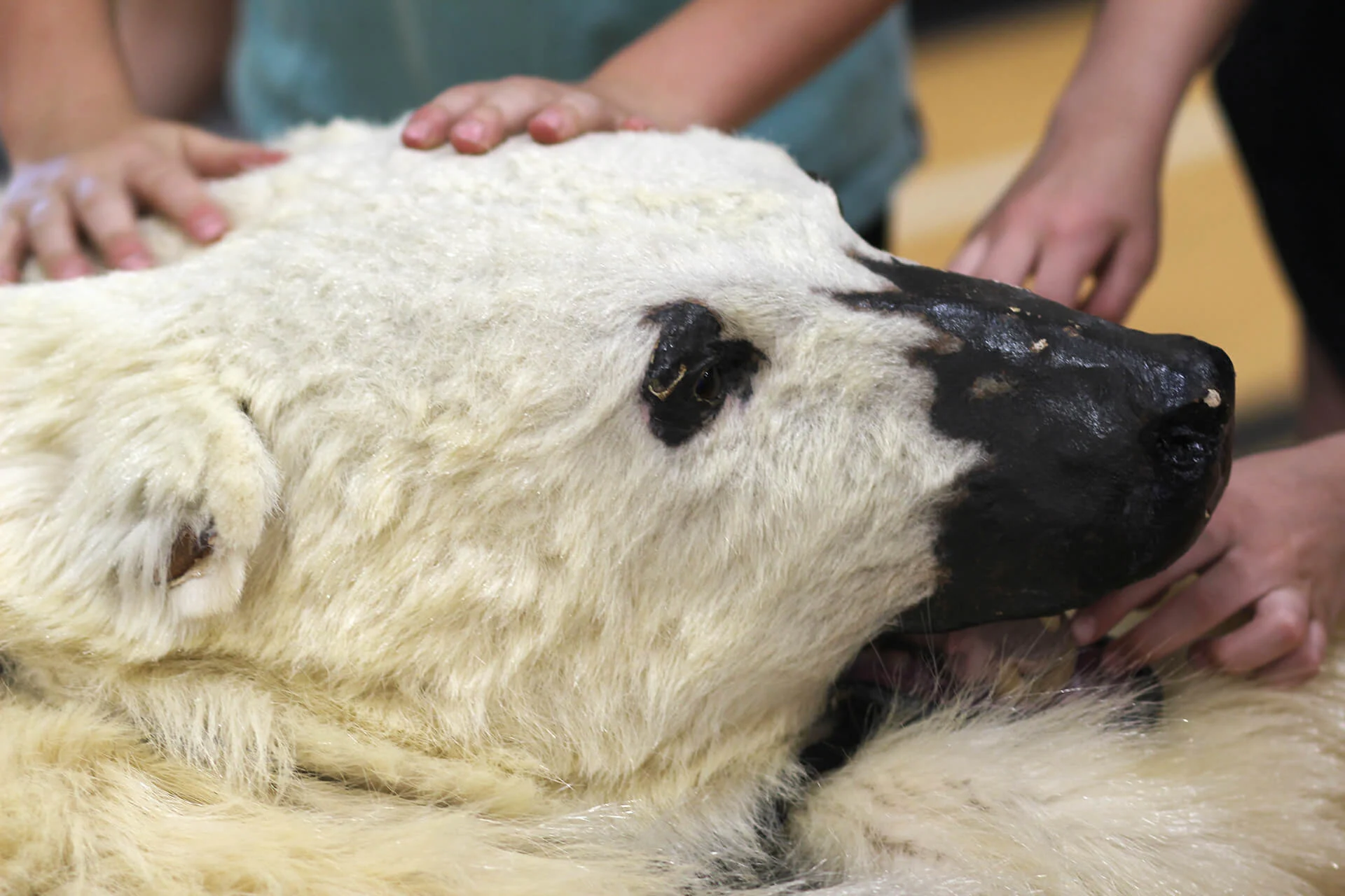 Students got a change to "pet" a polar bear after this fur was donated to the travelling exhibit. (Rachel Maclean)