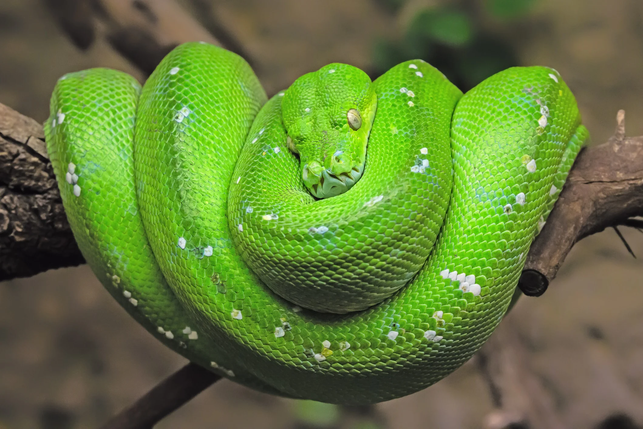 GETTY IMAGES - green tree python