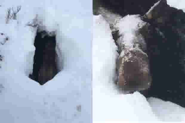 CBC Moose matthew burry buried snow