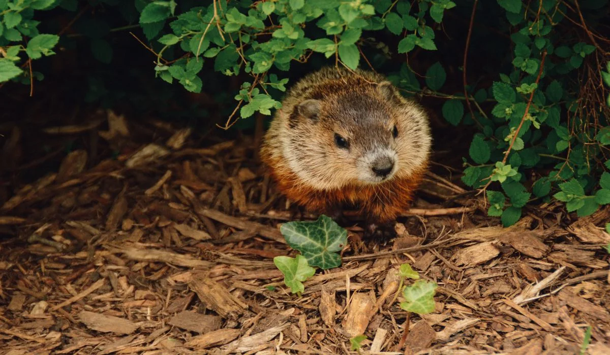 Mythes et vérités entourant les prévisions de la marmotte 