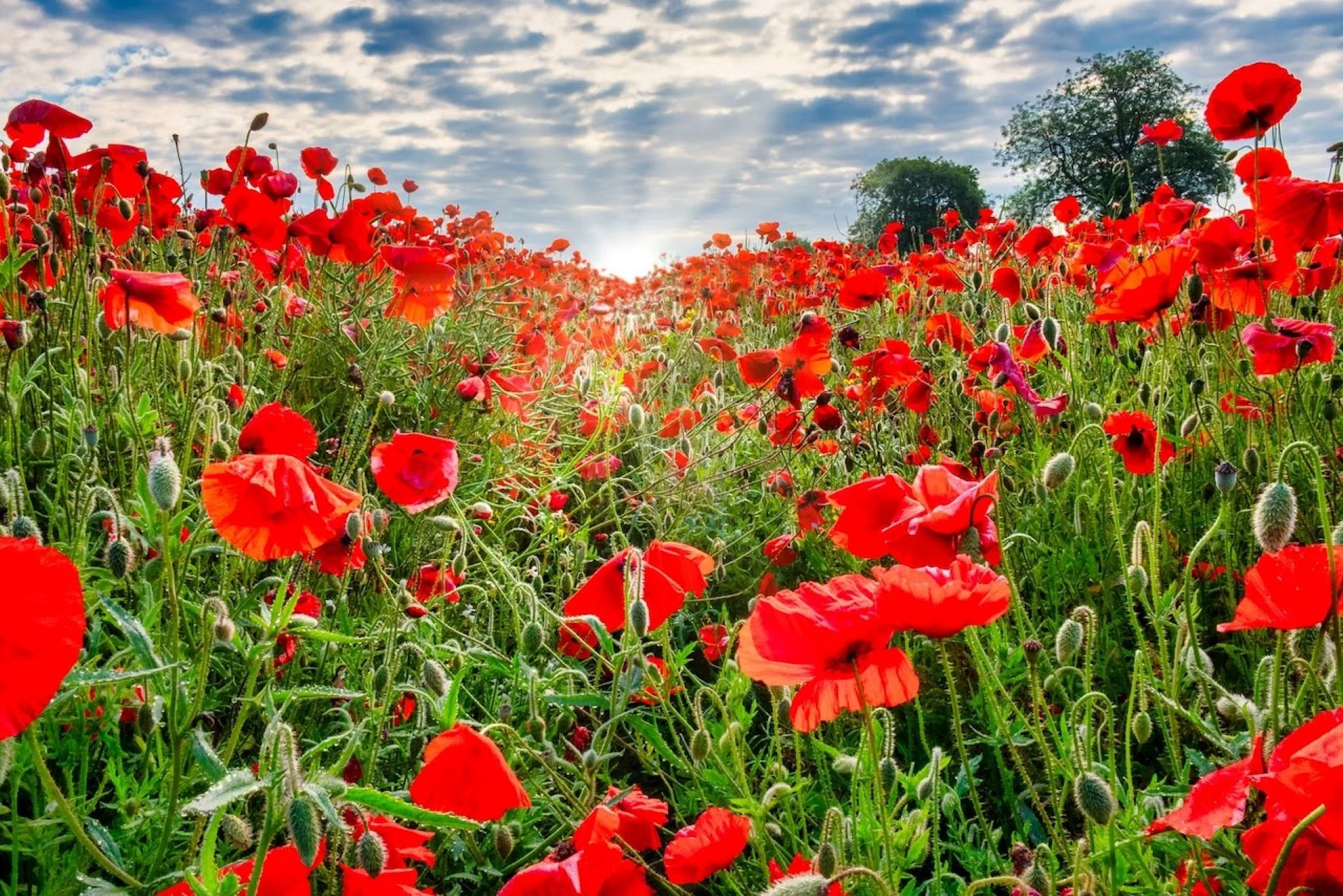 Remembrance Day: WWI soldiers fought over one-third of war in heavy rain or snow