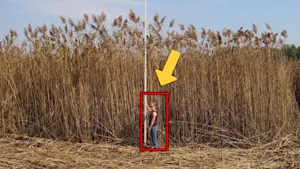 'Once you see it, you can't unsee it': The road-trip ruiner plant is back 