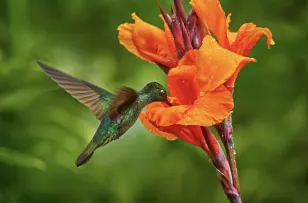 Dazzling biodiversity of Costa Rica: From colourful rainforest to sandy beaches