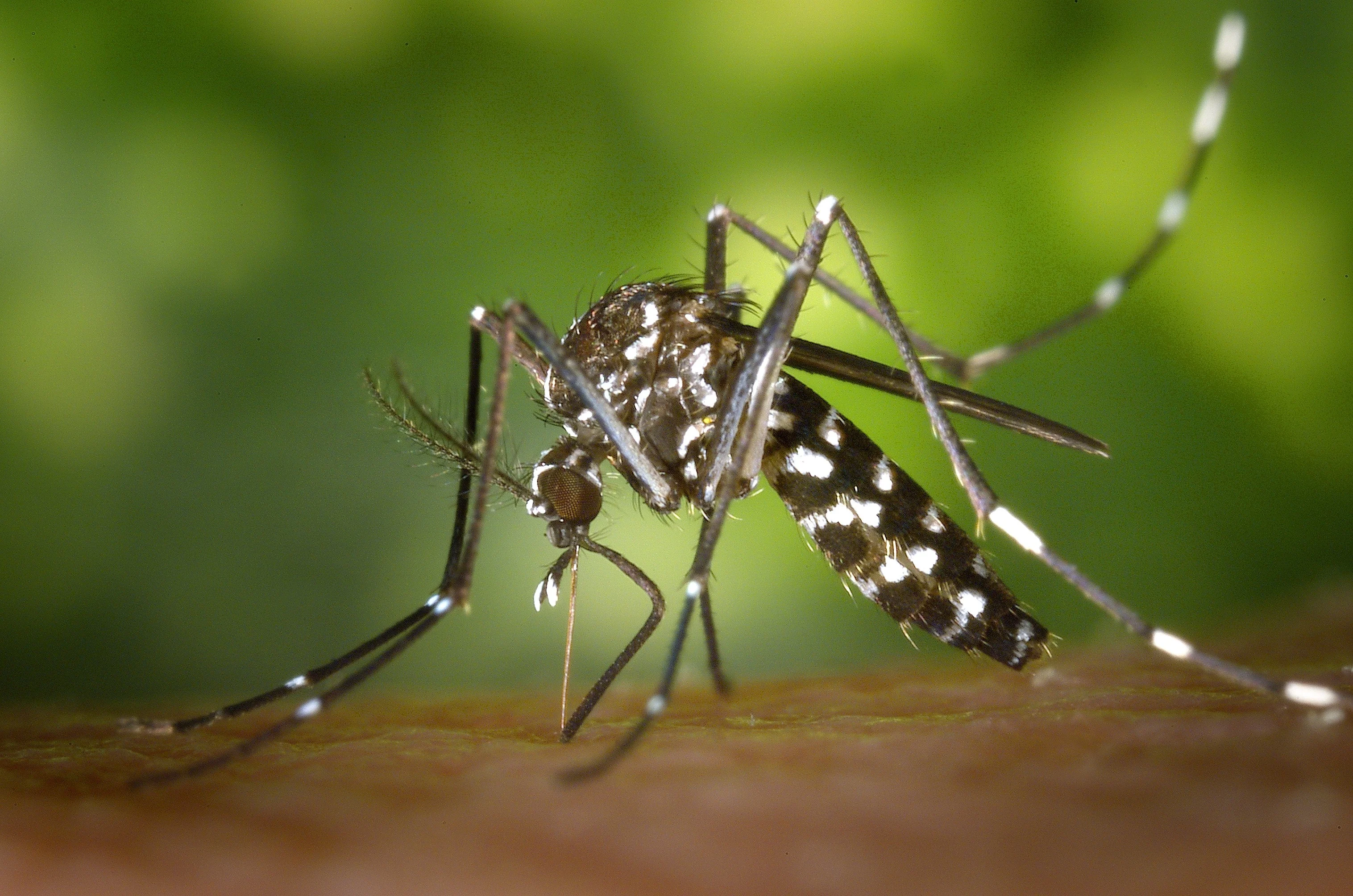 Here's what you need to prepare for the return of mosquitos