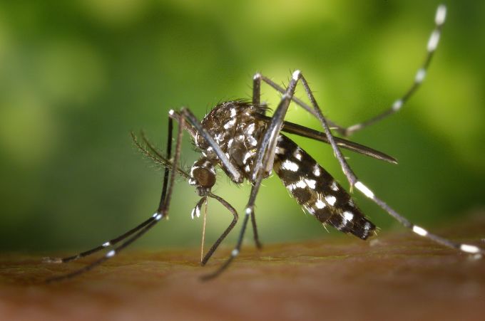 Mosquito/Pixabay