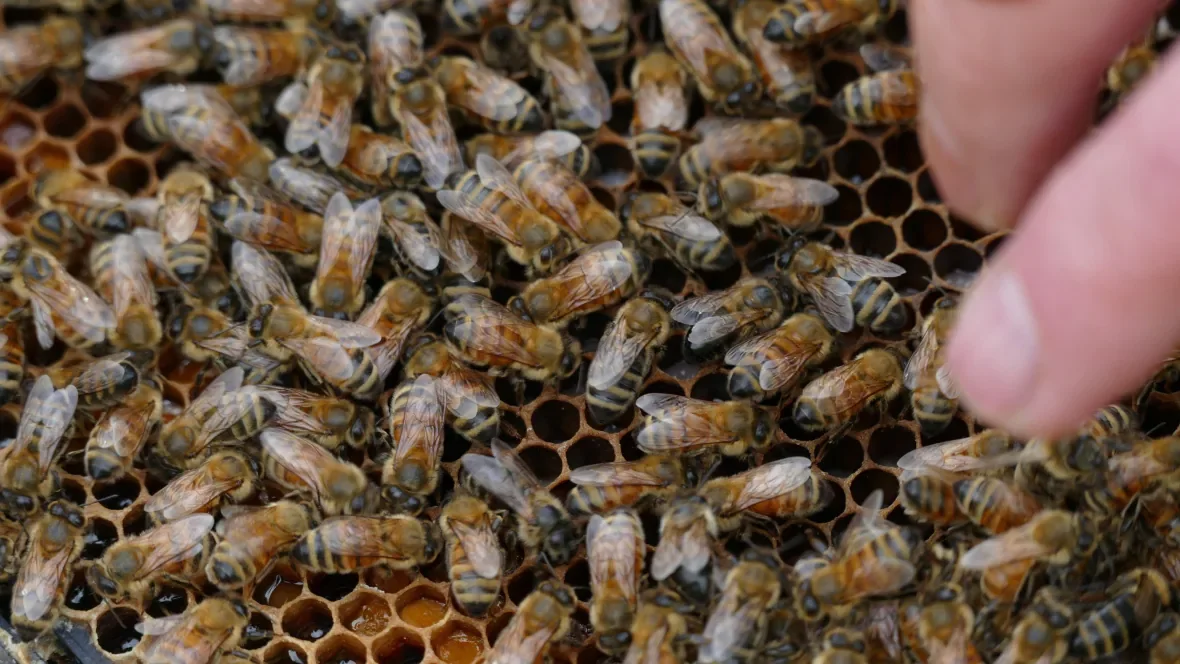 Rooftop bees/Trevor Brine/CBC